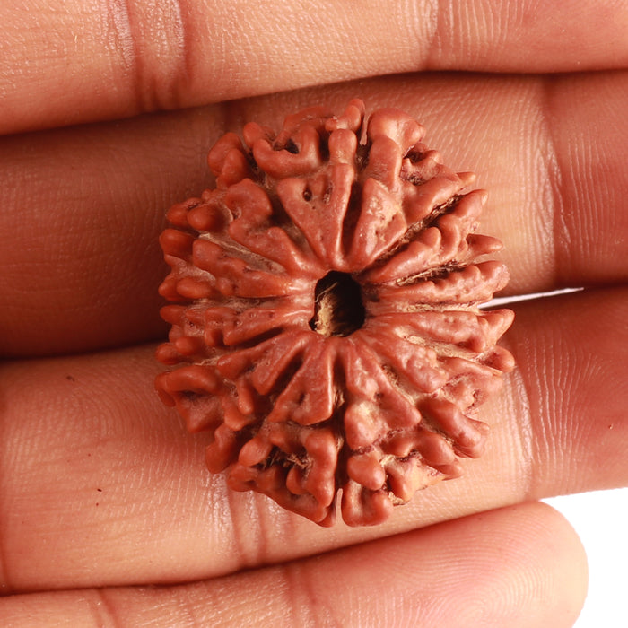 12 Mukhi Nepalese Rudraksha - Bead No 324