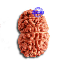 Load image into Gallery viewer, 12 Mukhi Nepalese Rudraksha - Bead No 324
