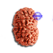 Load image into Gallery viewer, 12 Mukhi Nepalese Rudraksha - Bead No 324
