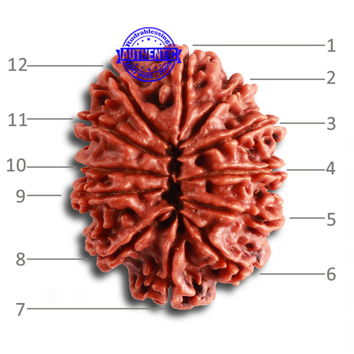 12 Mukhi Nepalese Rudraksha - Bead No 325