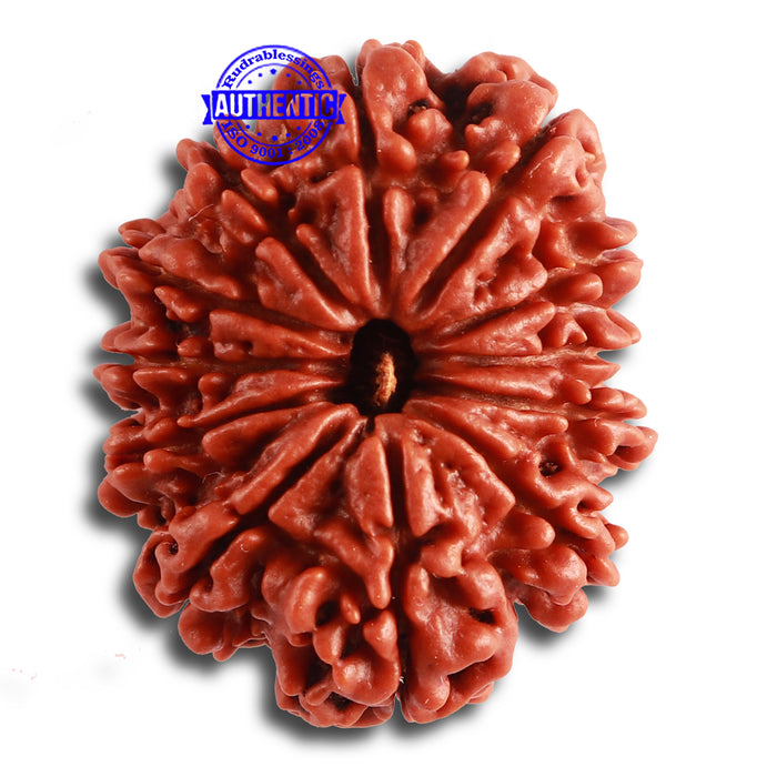 12 Mukhi Nepalese Rudraksha - Bead No 325