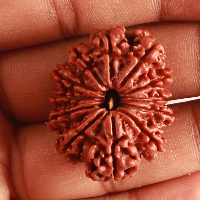 12 Mukhi Nepalese Rudraksha - Bead No 325