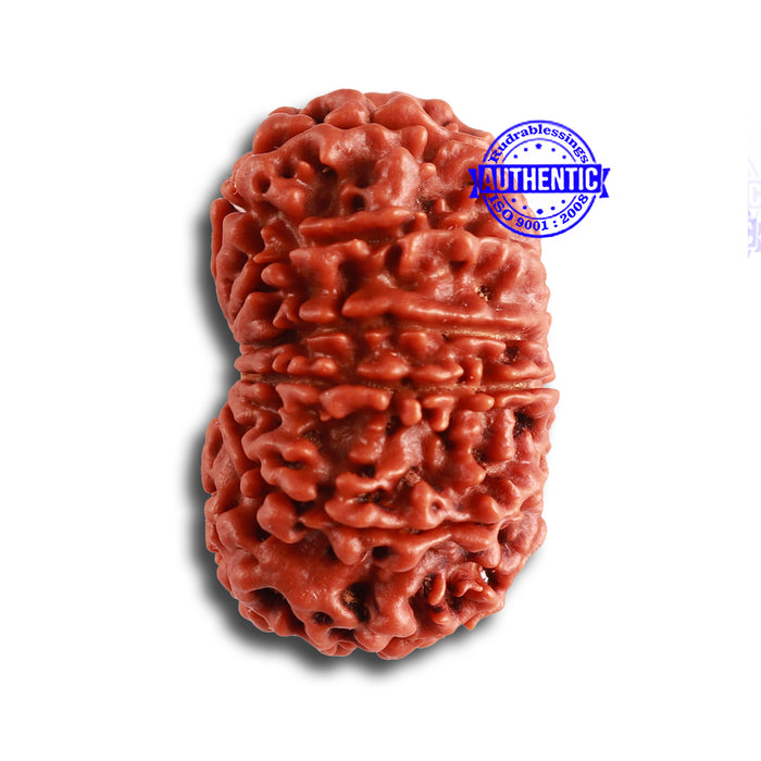 12 Mukhi Nepalese Rudraksha - Bead No 325