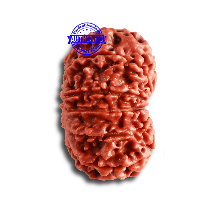 12 Mukhi Nepalese Rudraksha - Bead No 325