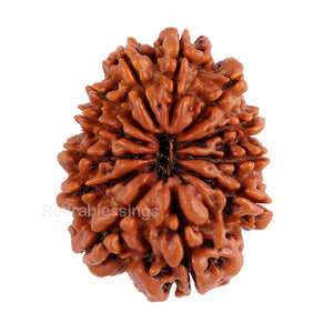 12 Mukhi Nepalese Rudraksha - Bead No. 86
