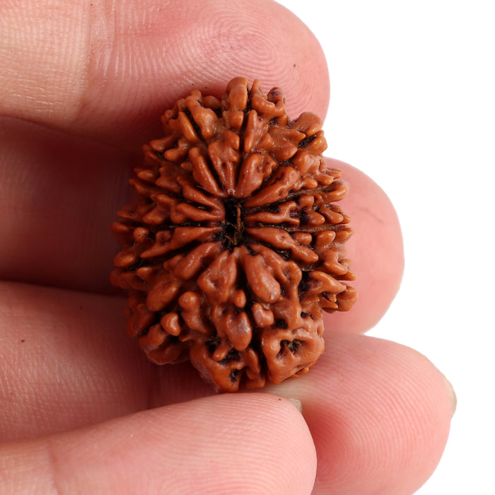 12 Mukhi Nepalese Rudraksha - Bead No. 86