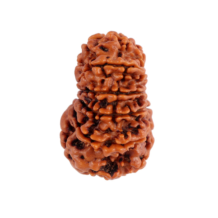 12 Mukhi Nepalese Rudraksha - Bead No. 86