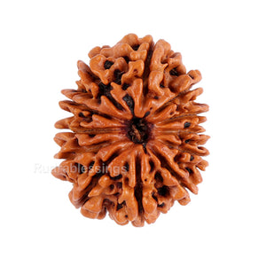 12 Mukhi Nepalese Rudraksha - Bead No. 87