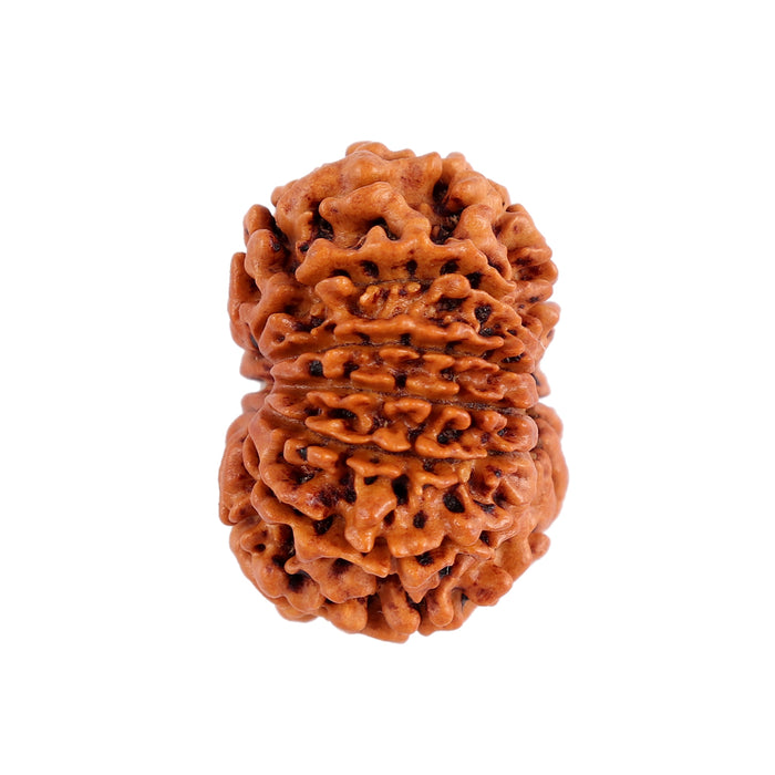 12 Mukhi Nepalese Rudraksha - Bead No. 87