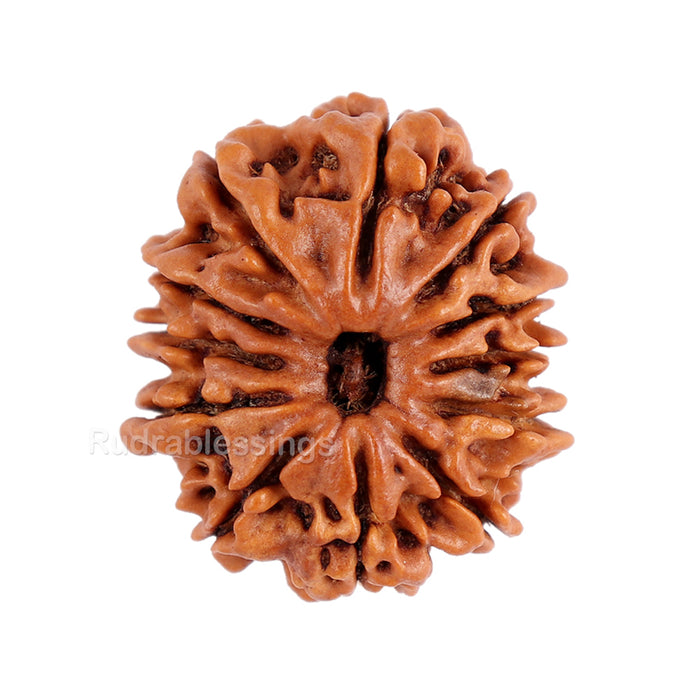 12 Mukhi Nepalese Rudraksha - Bead No. 88