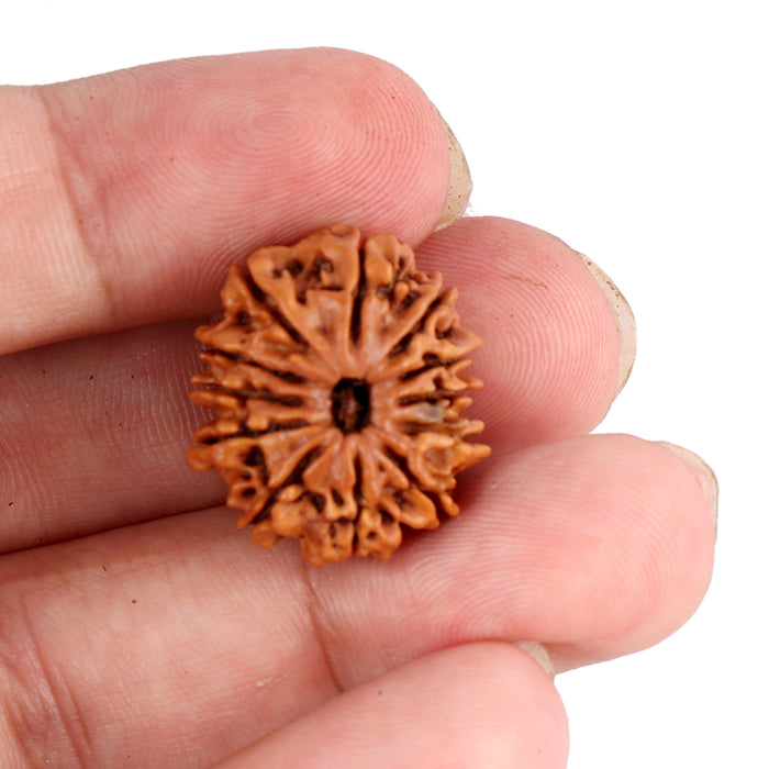 12 Mukhi Nepalese Rudraksha - Bead No. 88