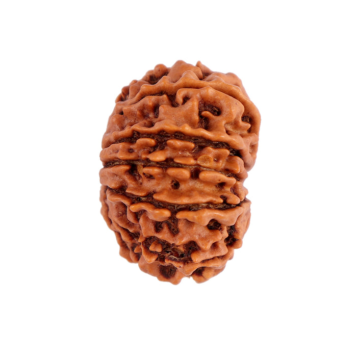 12 Mukhi Nepalese Rudraksha - Bead No. 88