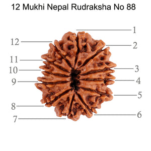 12 Mukhi Nepalese Rudraksha - Bead No. 88