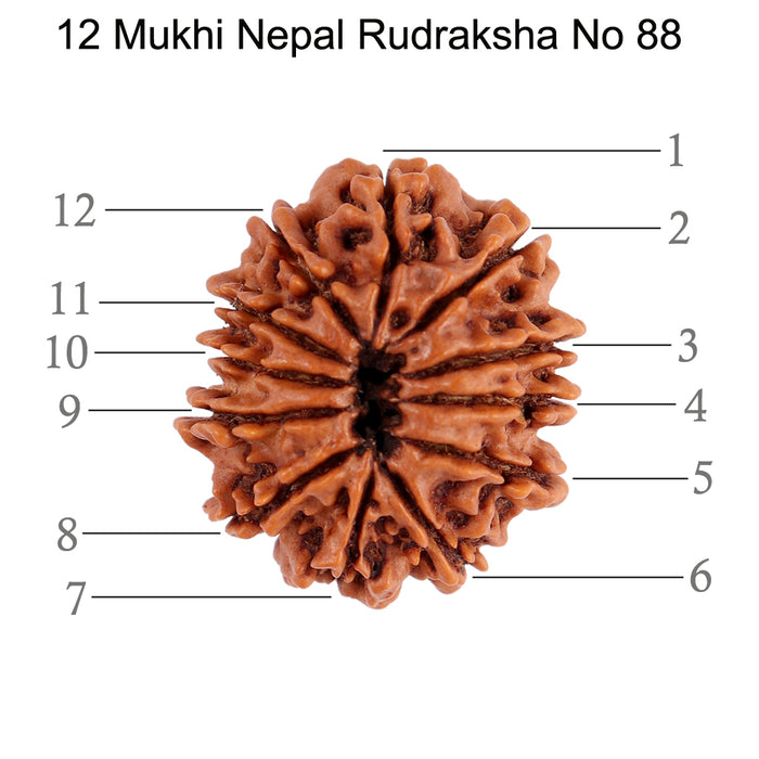 12 Mukhi Nepalese Rudraksha - Bead No. 88
