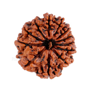 12 Mukhi Nepalese Rudraksha - Bead No. 89