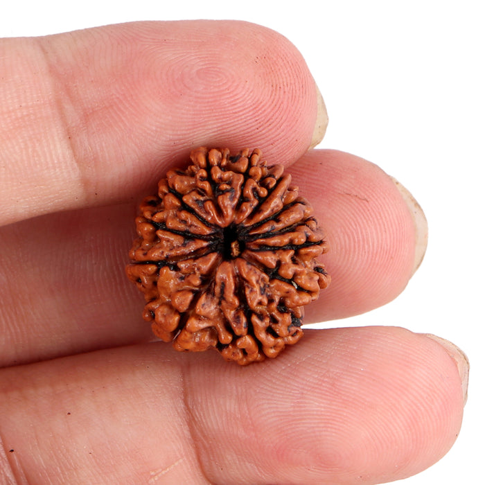 12 Mukhi Nepalese Rudraksha - Bead No. 89