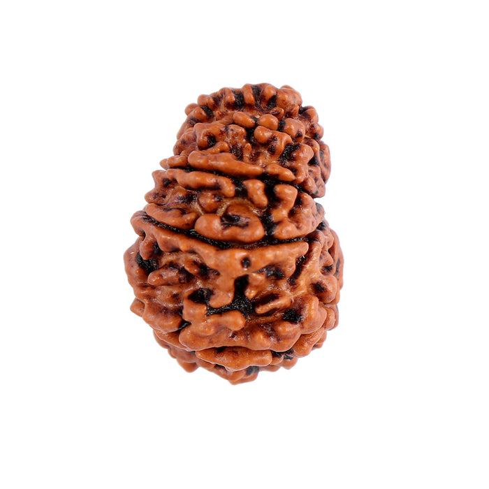 12 Mukhi Nepalese Rudraksha - Bead No. 89