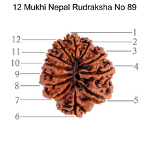Load image into Gallery viewer, 12 Mukhi Nepalese Rudraksha - Bead No. 89
