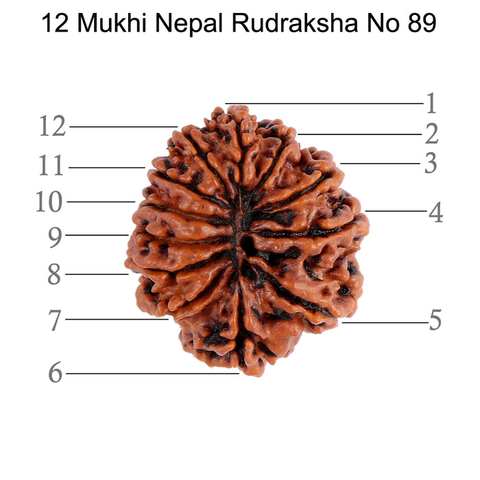 12 Mukhi Nepalese Rudraksha - Bead No. 89