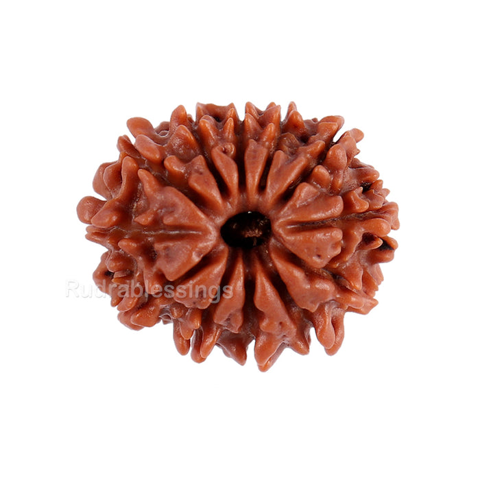 12 Mukhi Nepalese Rudraksha - Bead No. 90