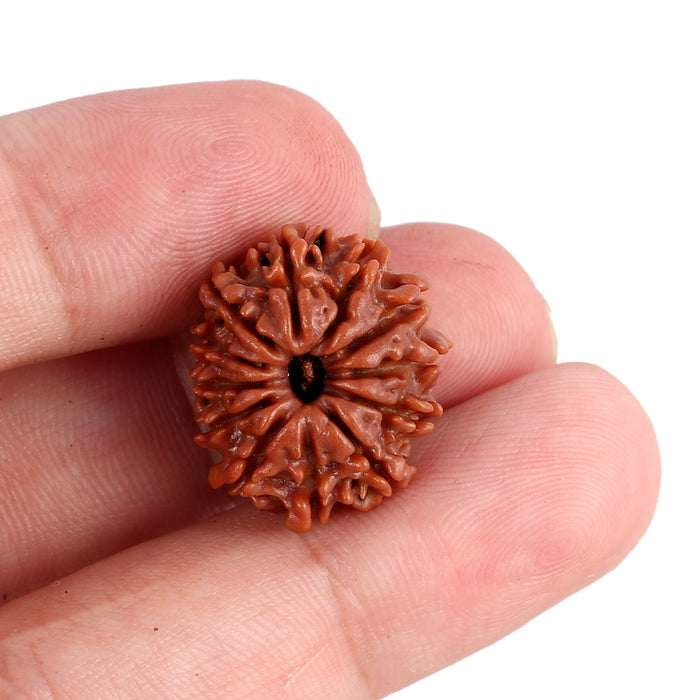 12 Mukhi Nepalese Rudraksha - Bead No. 90