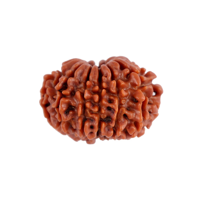12 Mukhi Nepalese Rudraksha - Bead No. 90
