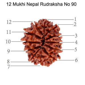 12 Mukhi Nepalese Rudraksha - Bead No. 90