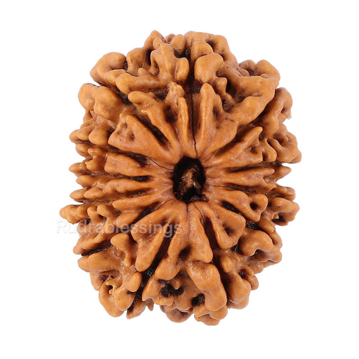 12 Mukhi Nepalese Rudraksha - Bead No. 91