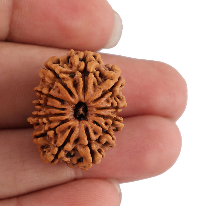 12 Mukhi Nepalese Rudraksha - Bead No. 91