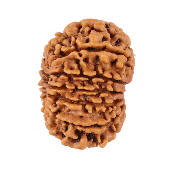 12 Mukhi Nepalese Rudraksha - Bead No. 91