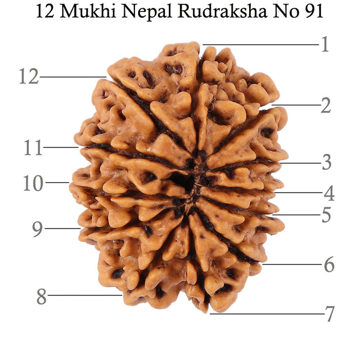 12 Mukhi Nepalese Rudraksha - Bead No. 91