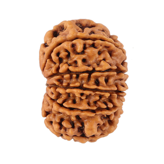 12 Mukhi Nepalese Rudraksha - Bead No. 91
