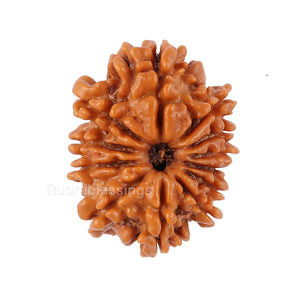 12 Mukhi Nepalese Rudraksha - Bead No. 92