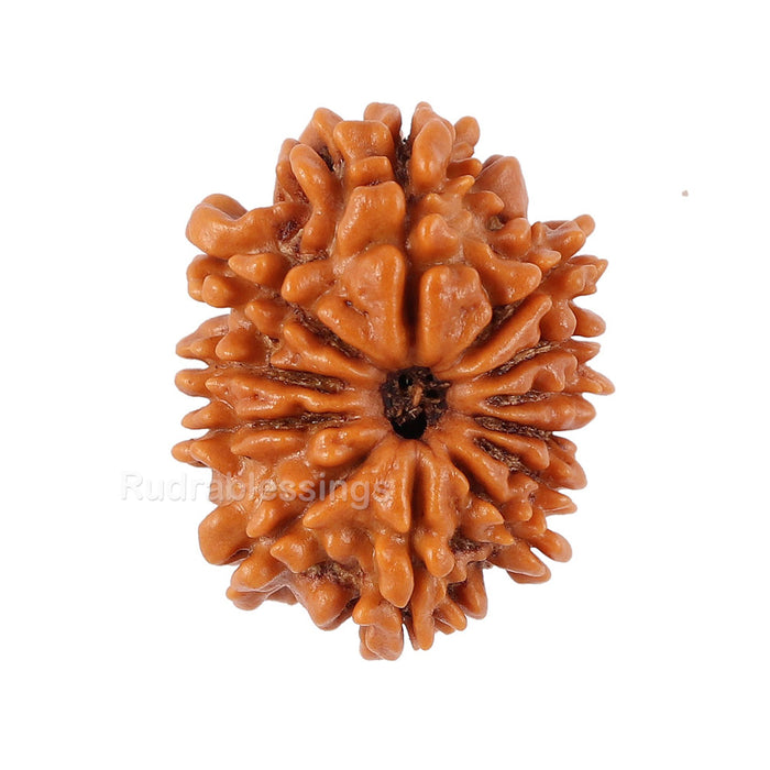 12 Mukhi Nepalese Rudraksha - Bead No. 92