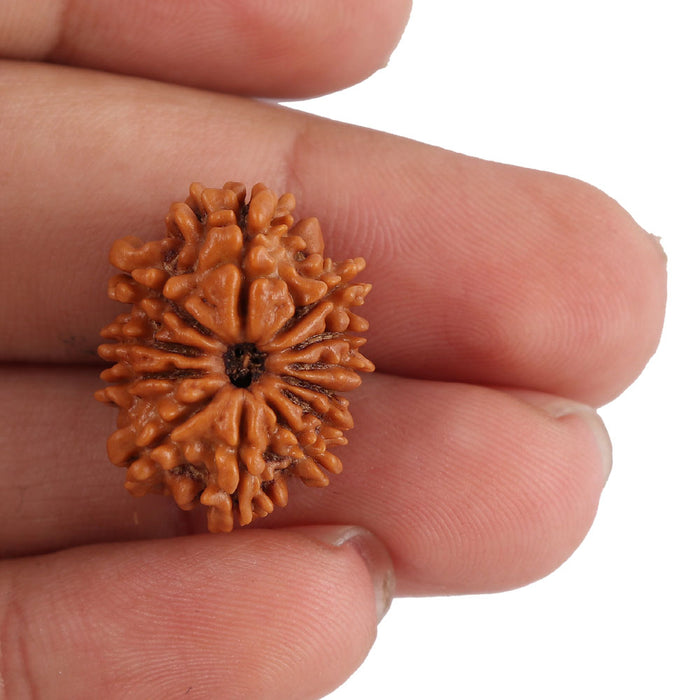 12 Mukhi Nepalese Rudraksha - Bead No. 92