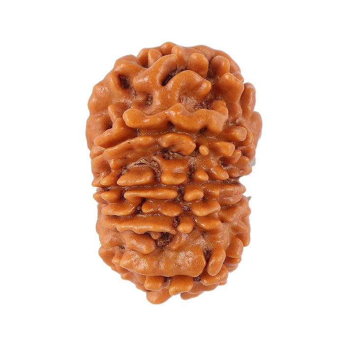 12 Mukhi Nepalese Rudraksha - Bead No. 92