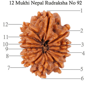 12 Mukhi Nepalese Rudraksha - Bead No. 92