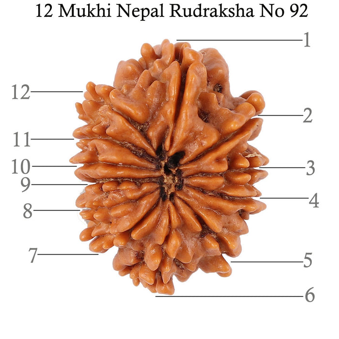 12 Mukhi Nepalese Rudraksha - Bead No. 92