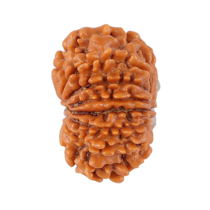 12 Mukhi Nepalese Rudraksha - Bead No. 92