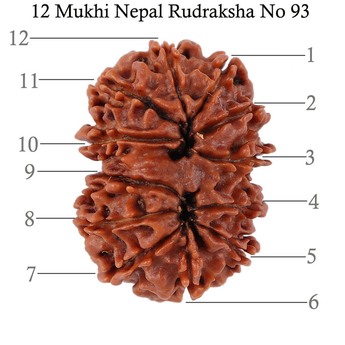 12 Mukhi Nepalese Rudraksha - Bead No. 93