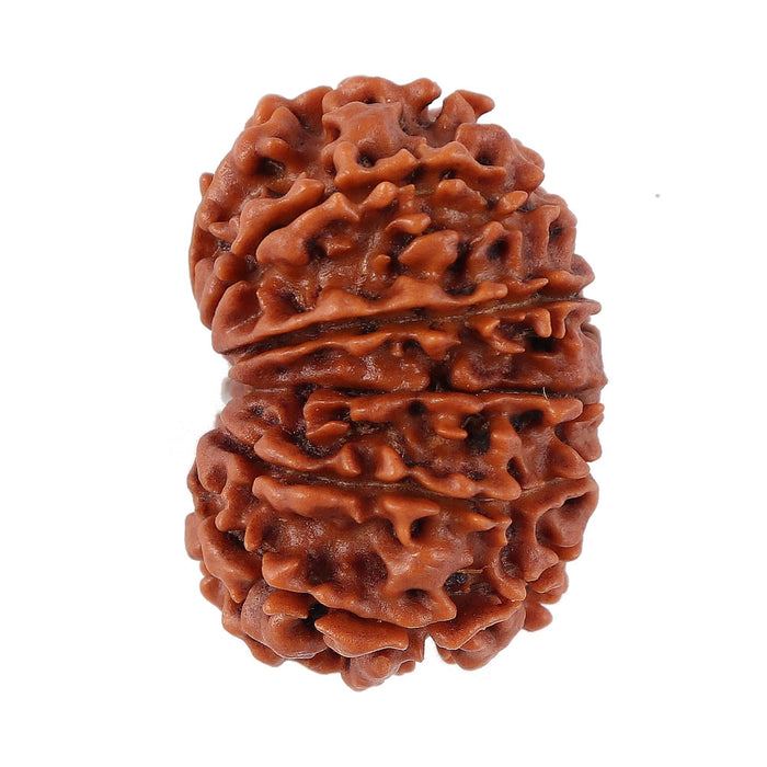 12 Mukhi Nepalese Rudraksha - Bead No. 93