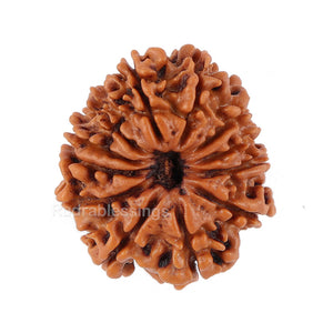 12 Mukhi Nepalese Rudraksha - Bead No. 94