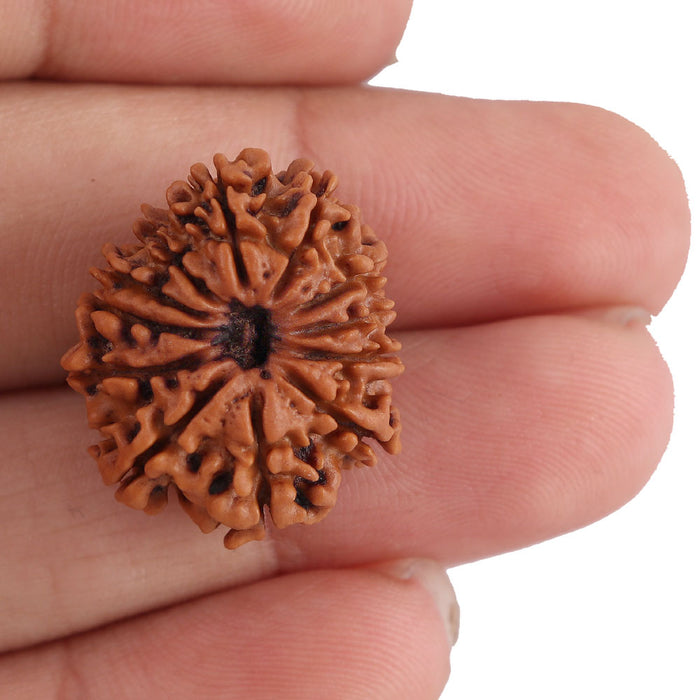 12 Mukhi Nepalese Rudraksha - Bead No. 94