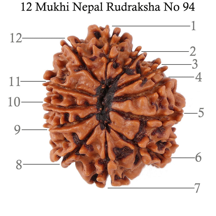12 Mukhi Nepalese Rudraksha - Bead No. 94