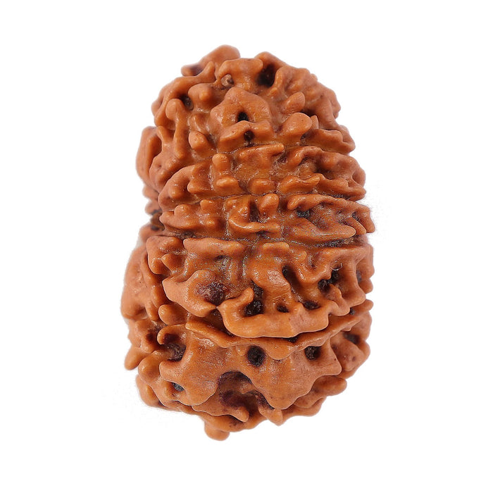 12 Mukhi Nepalese Rudraksha - Bead No. 94