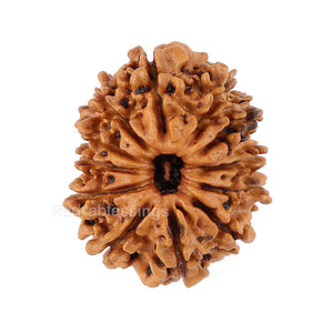 12 Mukhi Nepalese Rudraksha - Bead No. 95