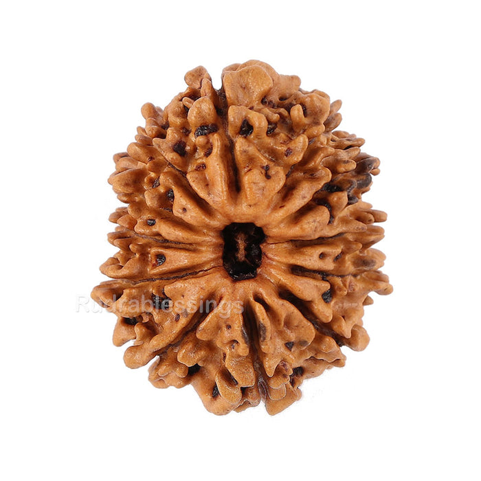 12 Mukhi Nepalese Rudraksha - Bead No. 95
