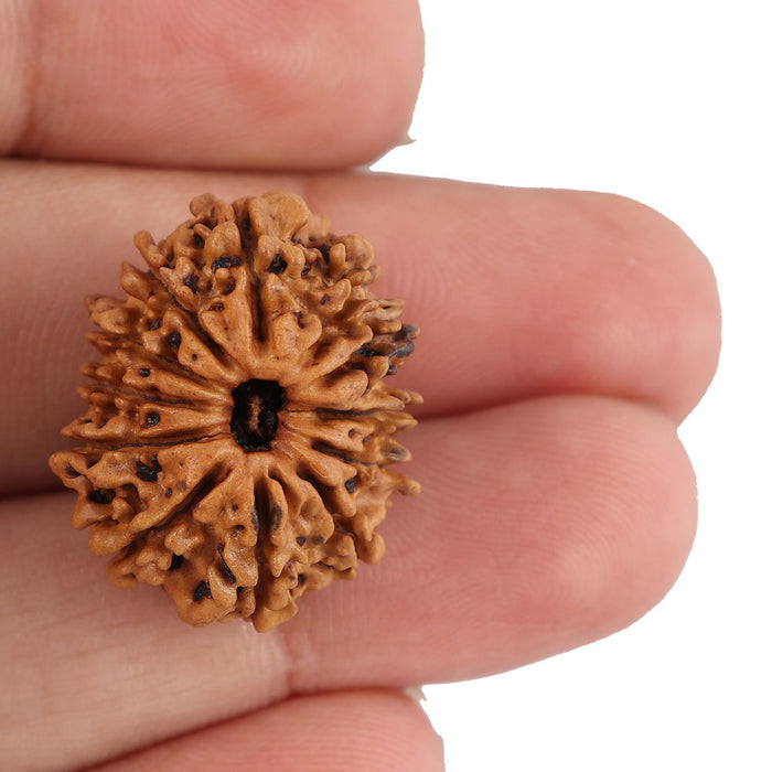 12 Mukhi Nepalese Rudraksha - Bead No. 95