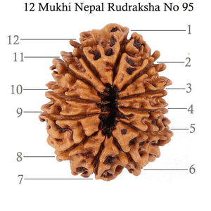 12 Mukhi Nepalese Rudraksha - Bead No. 95