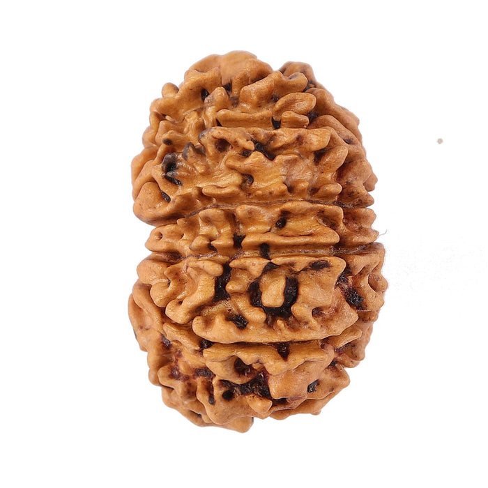 12 Mukhi Nepalese Rudraksha - Bead No. 95